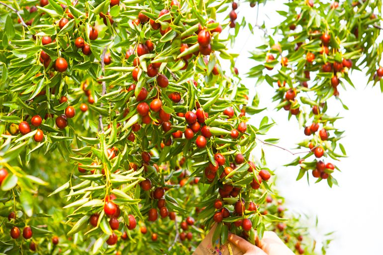 一颗小枣结出20亿大产业乐陵枣乡游融入文化味