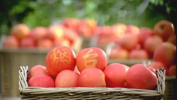 烟台特产收获的季节烟台苹果别样甜