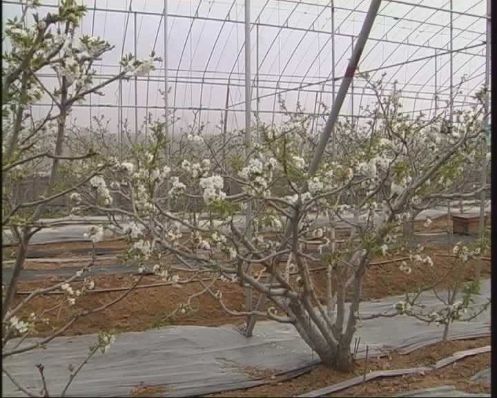 煙臺本地大棚櫻桃開花授粉 2個月後可上市(圖)