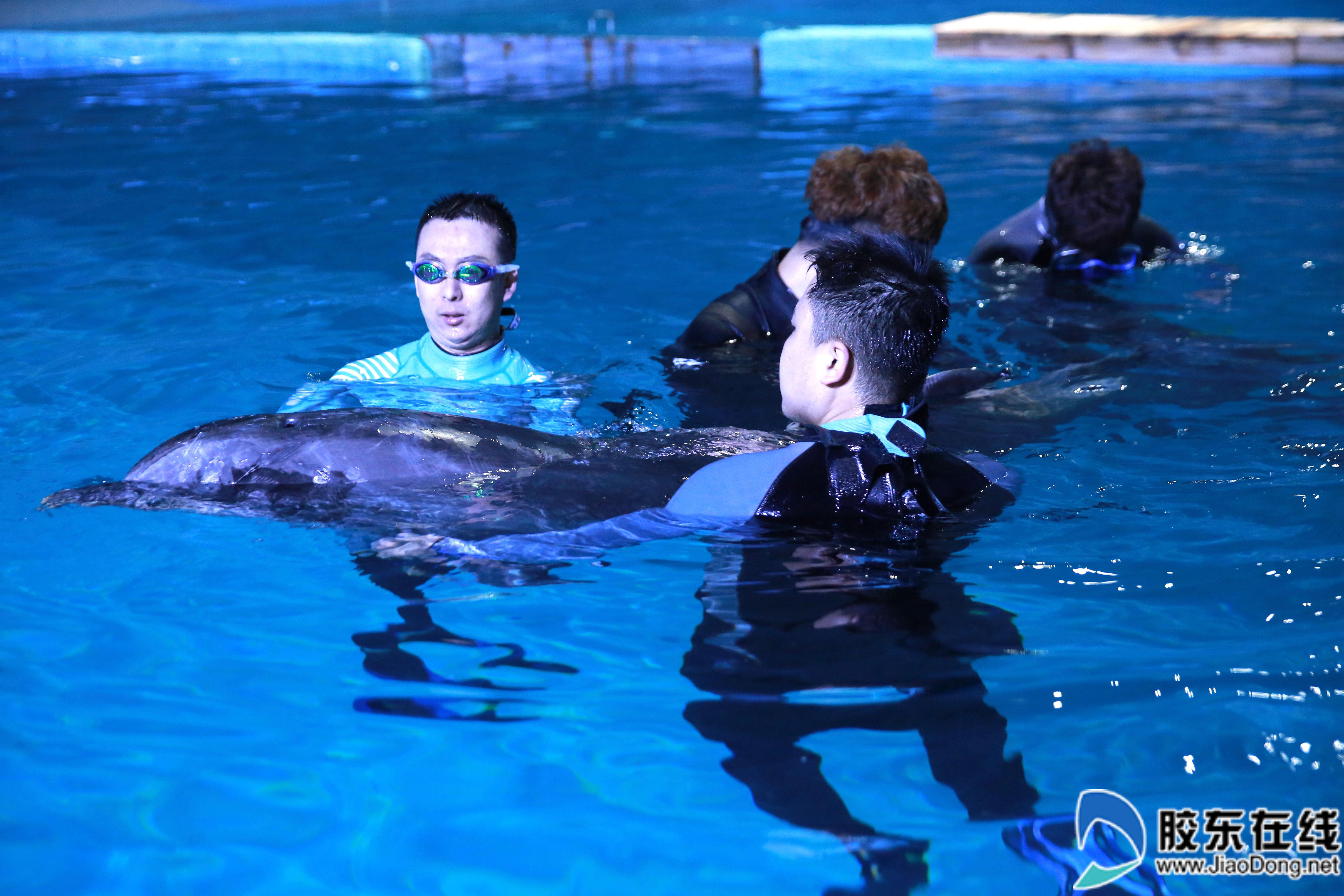 蓬莱海洋极地世界迎来10头"海洋大使"