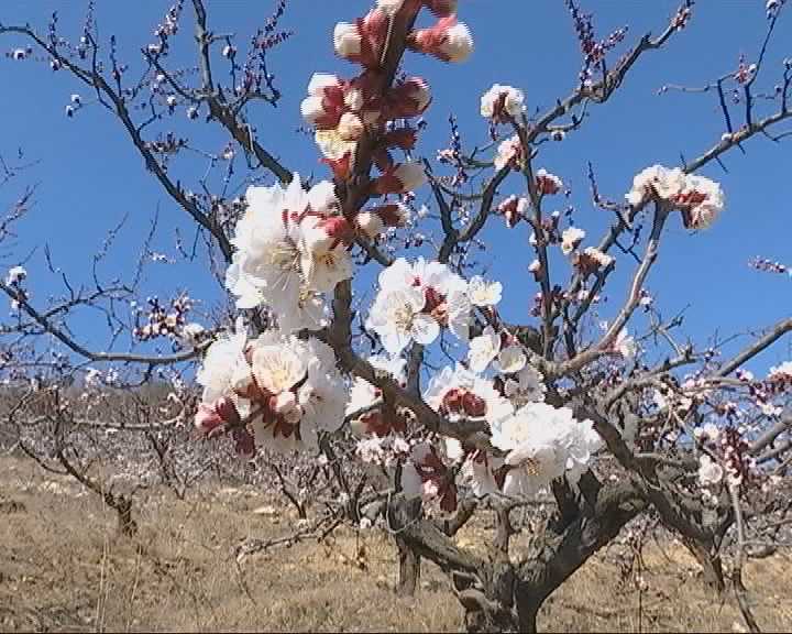 牟平區姜格莊鎮裡口山村4月2日舉辦杏花節圖