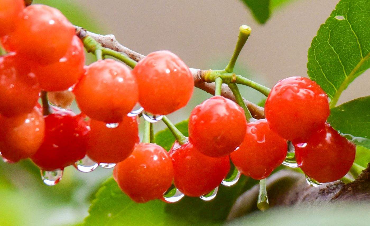 樱桃进入销售旺季 挑选樱桃有诀窍