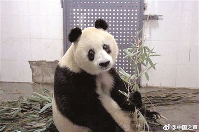 34岁大熊猫"苏苏"因病去世
