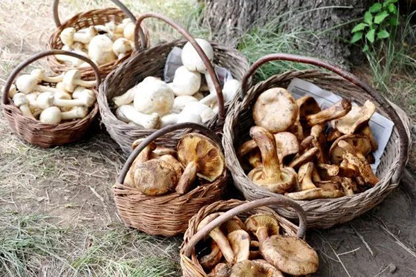 野山菇(图片转自烟台旅游官微)