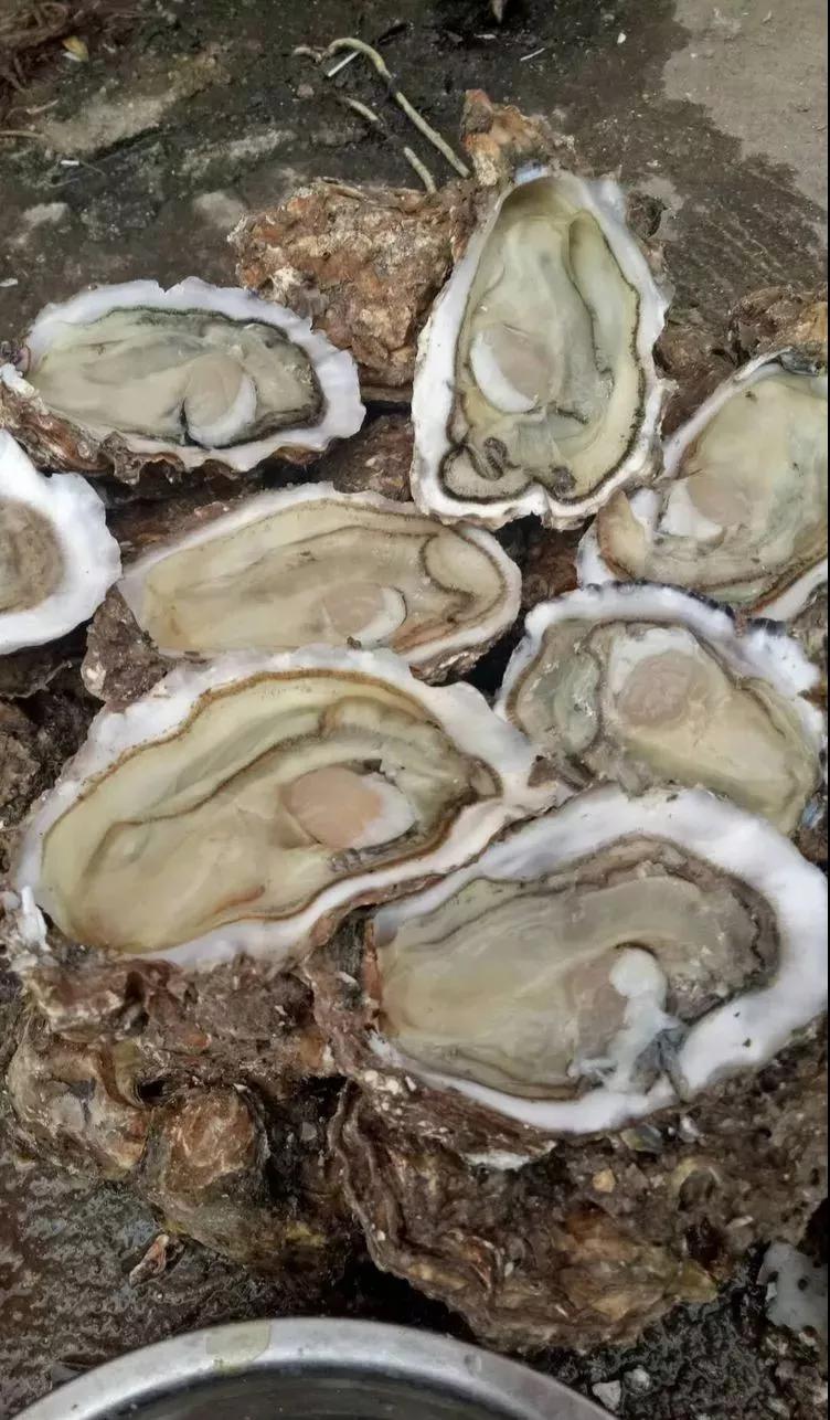 冬里尝鲜 当数海蛎最"销魂"?_胶东在线旅游频道