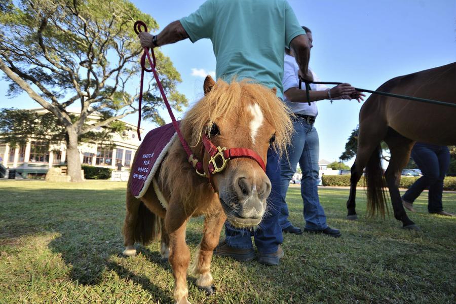 小马梳着麻花辫 身高53厘米成世界最矮马