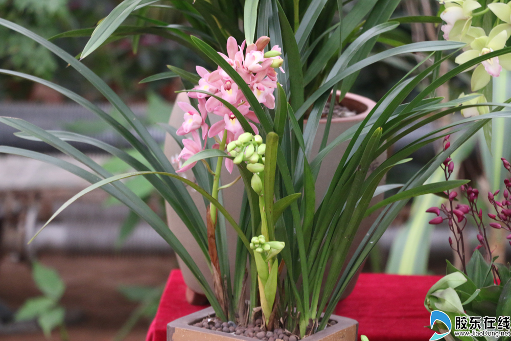 高清:烟台农博园花样迎新春 上百种兰花美不胜收