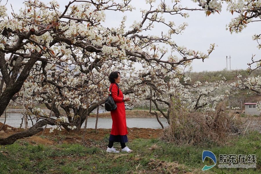 烟台印象·梨花节:"梨花带雨"写真唯美醉人