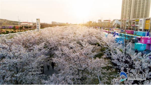 牟平龙湖樱花节图片