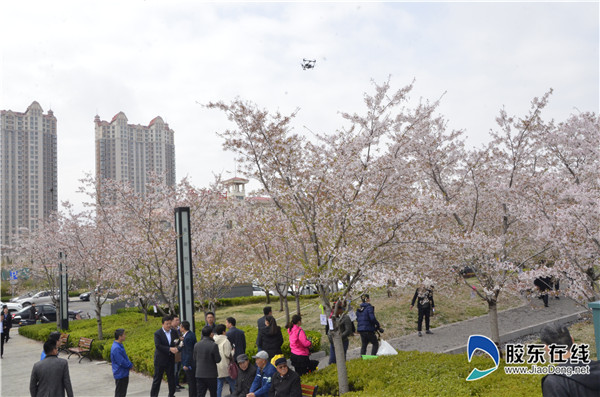 牟平龙湖国际海岸樱花节开幕 助力烟台人游烟台