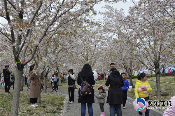 牟平龙湖国际海岸樱花节开幕 助力烟台人游烟台