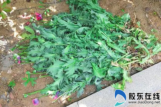 芝罘公安铲除多处非法种植罂粟 三男子被处罚(图)