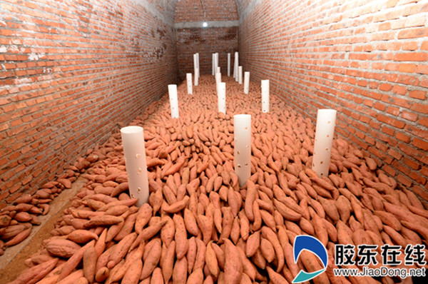 "薯光"下的"甜蜜事业" 齐山镇鲜为人知的地瓜大王张文波