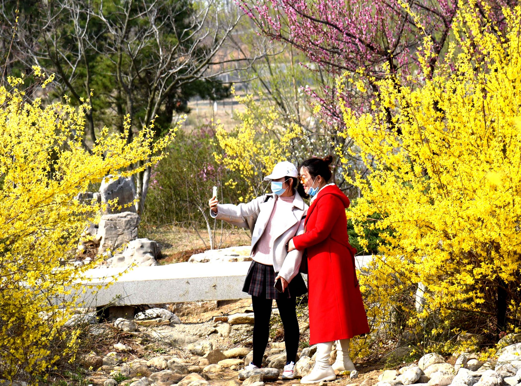 煙臺市民及外地遊客踏青賞花遊玩植物園