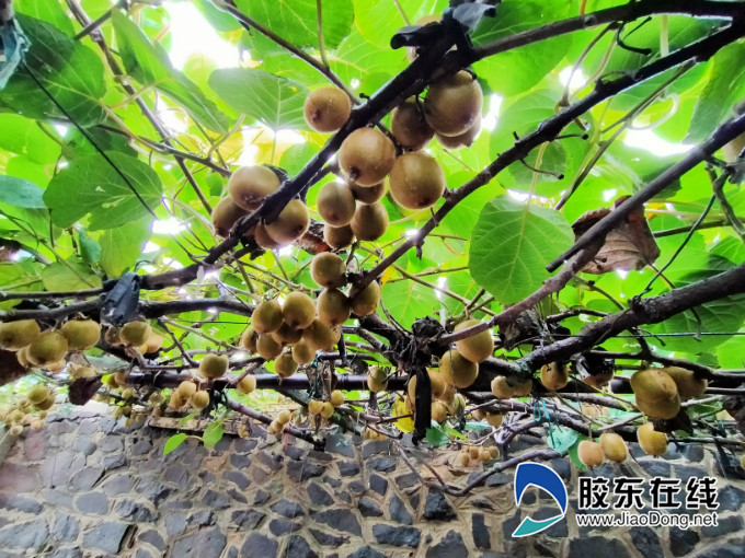 猕猴桃架子搭建图片图片