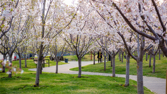 2公里樱花大道,打造世界超级赏樱ip,造就了烟台每年的樱花节