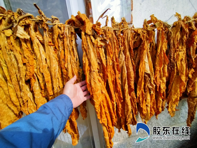 中心 烟台 市民记者  据了解,李寿江一向喜欢抽烟,嫌成品香烟"没劲儿"