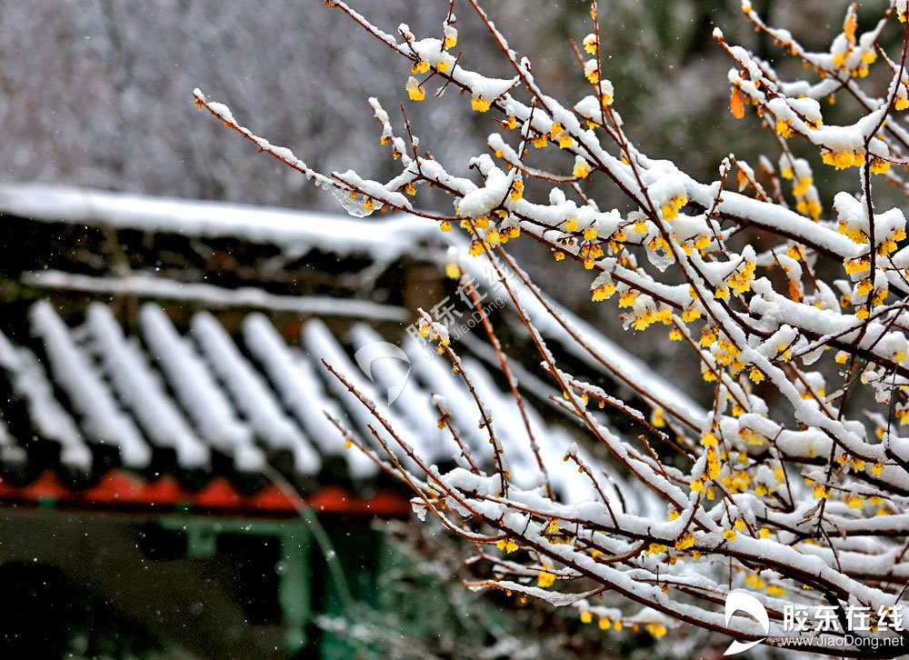 高清組圖:梅花傲雪