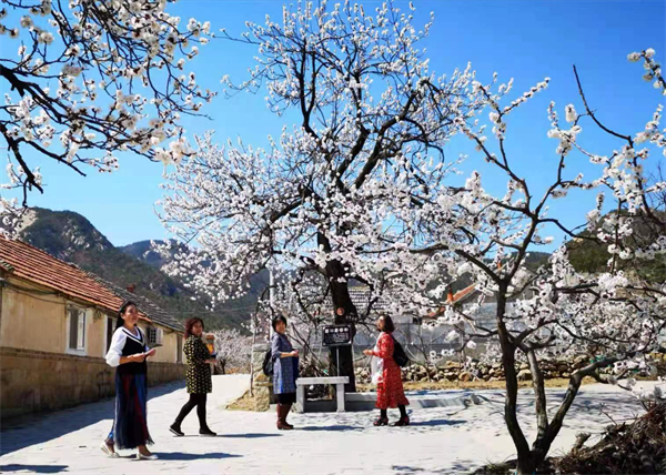 牟平十里杏花谷图片