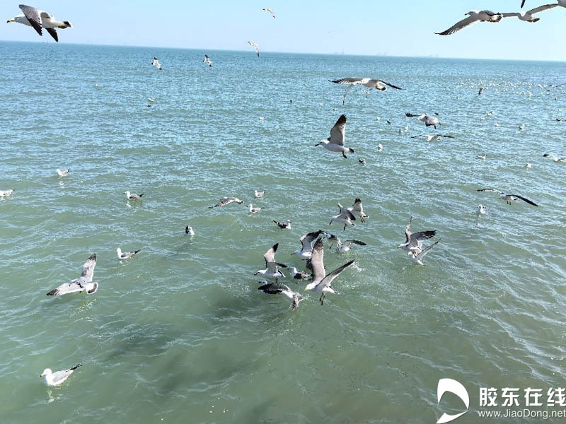 美哭了！人影渡傍鸥不惊，海鸥飞处寻仙境
